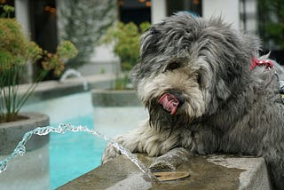 5 Types Of Water You Should Never Give To Your Dog
