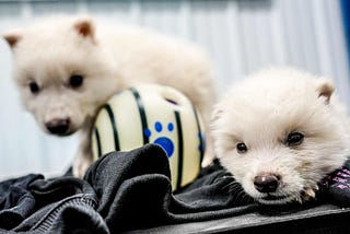 Os lobos da Colossal e a ética questionável por trás da desextinção comercial