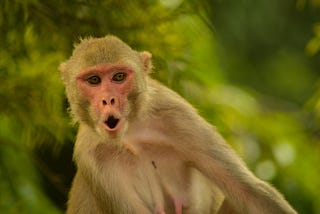 Surprised monkey in the jungle forest. Indicating the surprize from the discussed topic of the responsible research that uses AI-based tools and AI assistants. In this article, I am discussing the potential caveats, biases, and disadvantages of usign AI in the research and the ways to overcome them. Check out my Medium and YouTube channels for more AI related resources, articles, and videos. In the current world, it is essential to use such tools for productivity but also don’t lose human touch.
