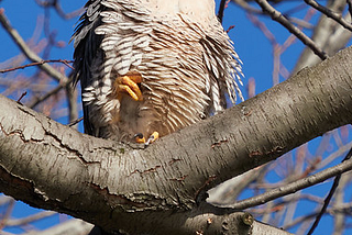 Five Amazing Birds Seen While Walking in Central Park