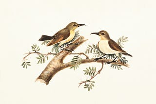 Sunbirds (Nectarinia)