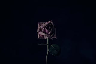 a dark-hued rose on a solid black backdrop