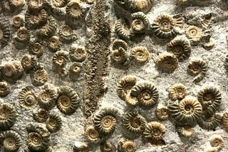 The Late Ordovician Mass Extinction