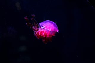 The Night the Lights Went Out