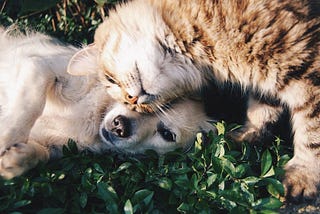 Probiotics for Happy, Healthy Pets