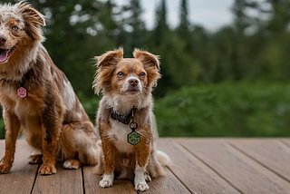 A Day in the Life of a Besties Dog