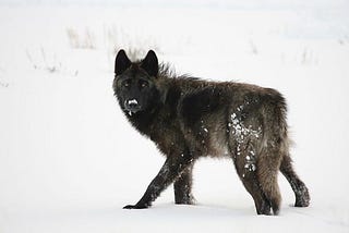The Tragedy of Yellowstone’s Wolves