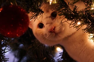 My Daughter’s Cat v.s. The Christmas Tree
