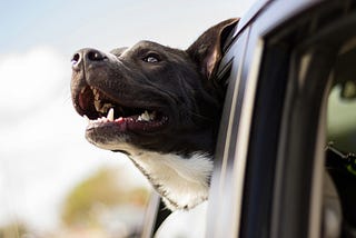 6 Tips for Keeping Your Dog Happy on The Road
