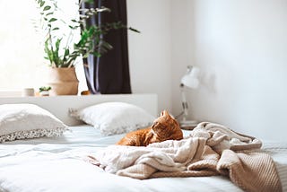 A tabby cat is laying on a bed beside a rumpled blanket. The bedsheet and pillows are white, as are the room’s walls. A green potted plant rests on a windowsill at the head of the bed. The sun is shining brightly through the window.