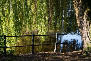 My Willow Tree