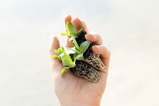 Planting the Seeds for Success