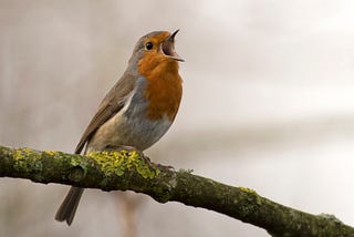 How to identify bird species by their songs?