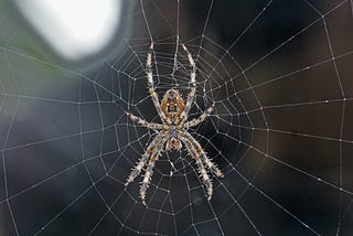A Sticky  Web of Spidery Songs