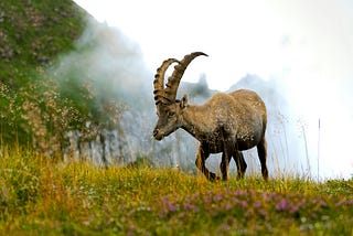 Capricorn Sun Aries Moon Personality Traits