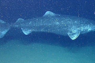 The World’s Oldest Living Vertebrate