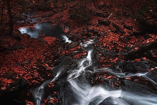 A forest scene during fall with a stream through the piles of fallen leaves