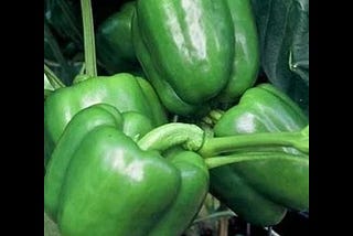 whopper-pepper-plant-two-2-live-plants-not-seeds-non-gmo-in-3-5-inch-pots-1