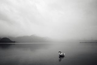 Swan on still lake…