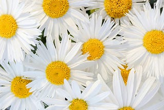 an image of beautiful sunflowers.
