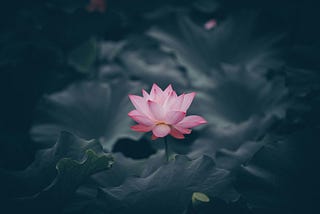 A beautiful pink lotus flower grows out of the mud