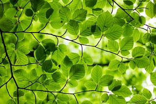 The Core of Decision Tree Mechanics: Impurity, Gain, and Greedy Algorithms