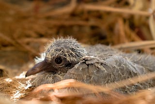 [Part 2 of 5] Plant Medicine Trip Log — “The Baby Bird”