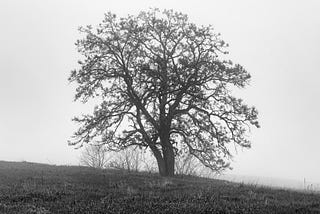 Polished Oak