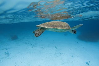 Life in Aruba II — snorkeling