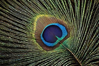 Peacock-Feather-1