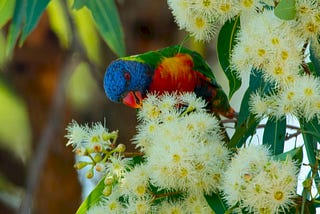 A parrot eating flowers on a tree