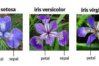 Scikit-learn, the Iris Dataset, and Machine Learning: The Journey to a New Skill