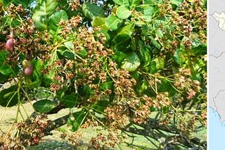 BINH PHUOC VIETNAM INCREASES CASHEW TREES YIELD !