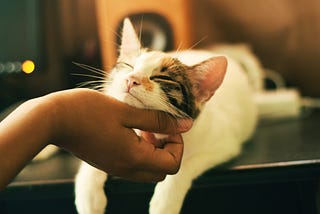 Hand stroking a cat under her chin.