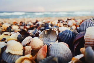 Seashells money grows on beachs