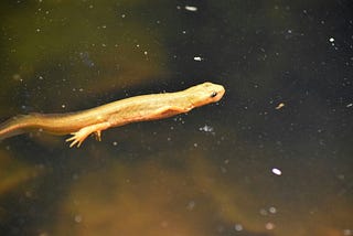 Hilarious Mythology: The Beer Newt