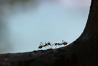 Two black ants facing each other