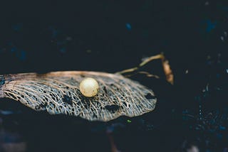 Purge Your Parasites Into Pearls