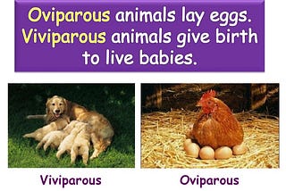Oviparous animals lay eggs. Viviparous animals give birth to live babies.