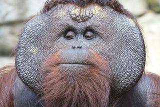 I Did This Not Once, But Twice