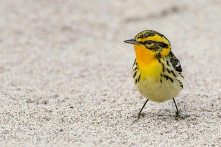 A beautiful yellow little bird with black patches standing proudly on the sand