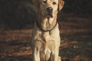 What happens when you snatch a bone from a dog’s mouth?