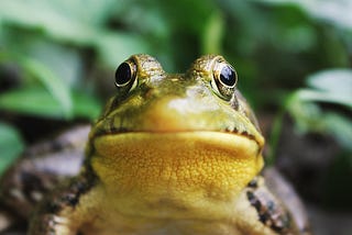 The Residential Toad