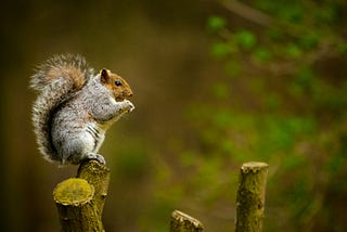 How I Earned Over $50 Thanks to a Single Squirrel