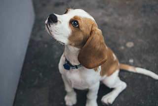 Image of a puppy with a long tail