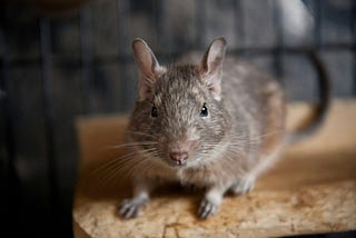 A chinchilla staring straight ahead