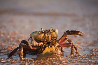 image of a crab