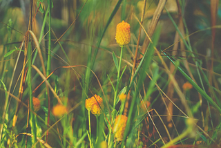 Get Out of the Weeds: How Data Can Be a Distracting Crutch During Change