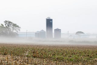 A cornfield with several silos in the distance. There is fog covering much of the field.