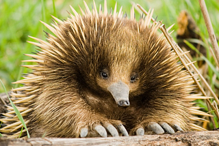 © Jarrod Calati/Shutterstock